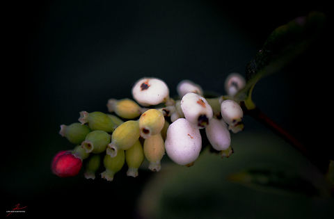 Symphoricarpos albus  Common snowberry,Flora,Macro,Plants,Symphoricarpos albus,fruits,poisonous