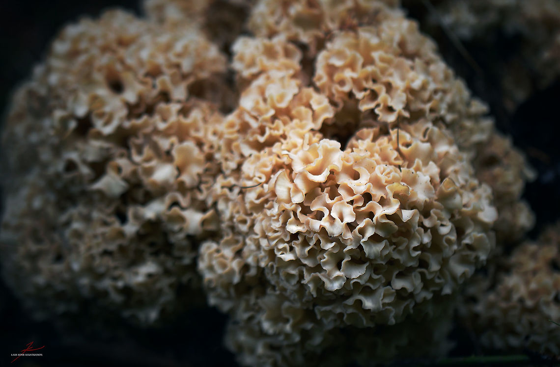Sparassis crispa  Forest,Fungi,Macro,Sparassis crispa