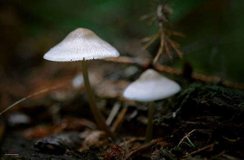 Mycena metata  Forest,Fungi,Macro,Mushrooms,Mycena metata,mycena