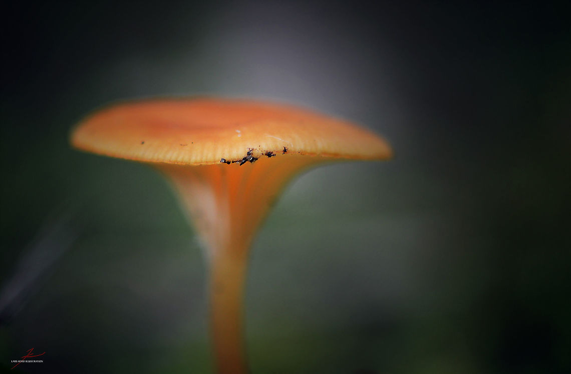 unidentified  Forest,Fungi,Macro,Mushrooms
