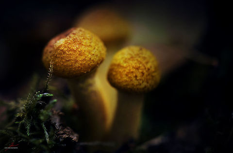 Armillaria gallica  Armillaria,Armillaria gallica,Forest,Fungi,Macro,Mushrooms
