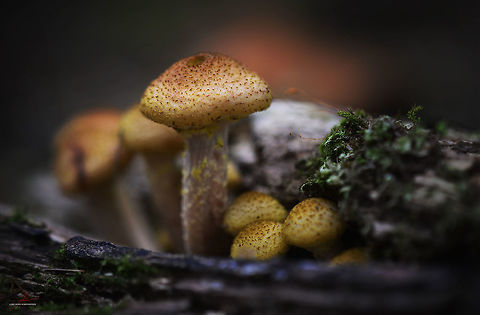 Armillaria mellea  Armillaria mellea,Forest,Fungi,Honey fungus,Macro,Mushrooms,edible