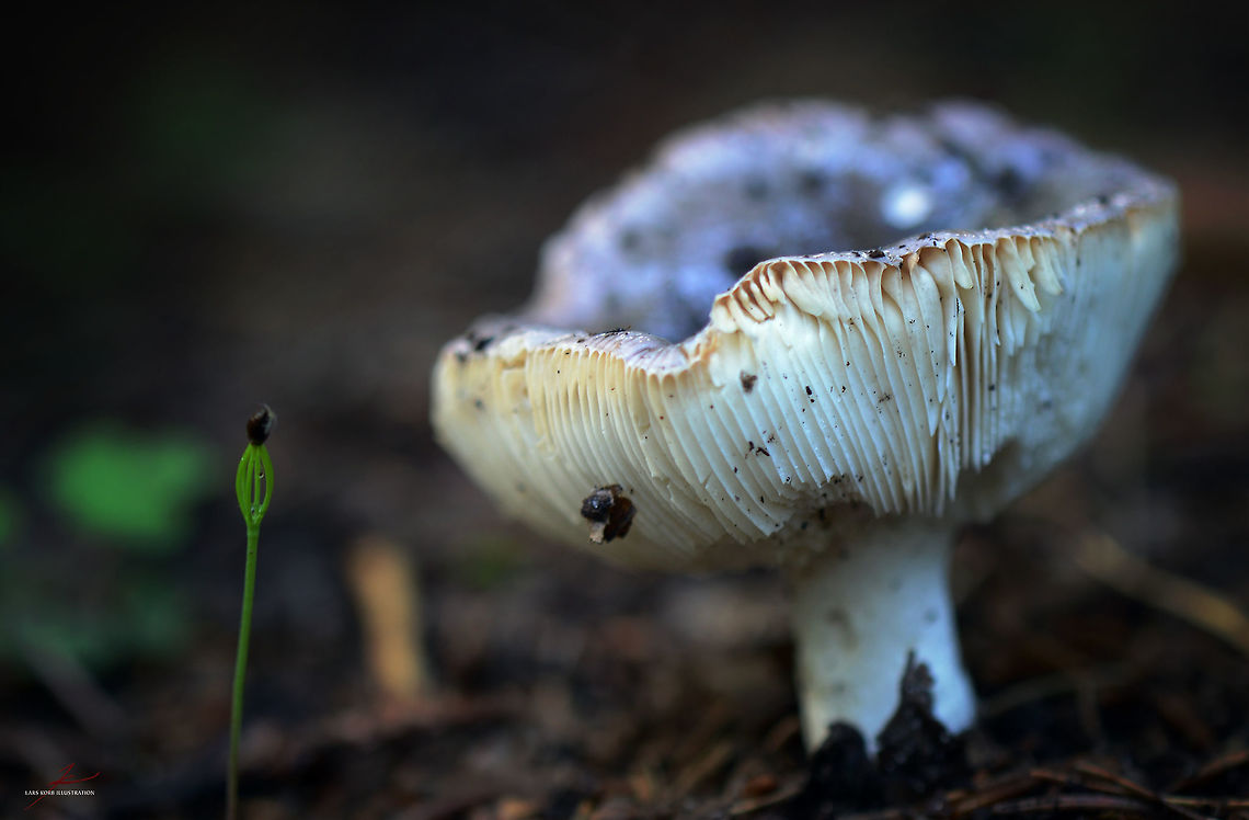 Russula parazurea  Fungi,Macro,Mushrooms,Powdery Brittlegill,Russula,Russula parazurea,edible