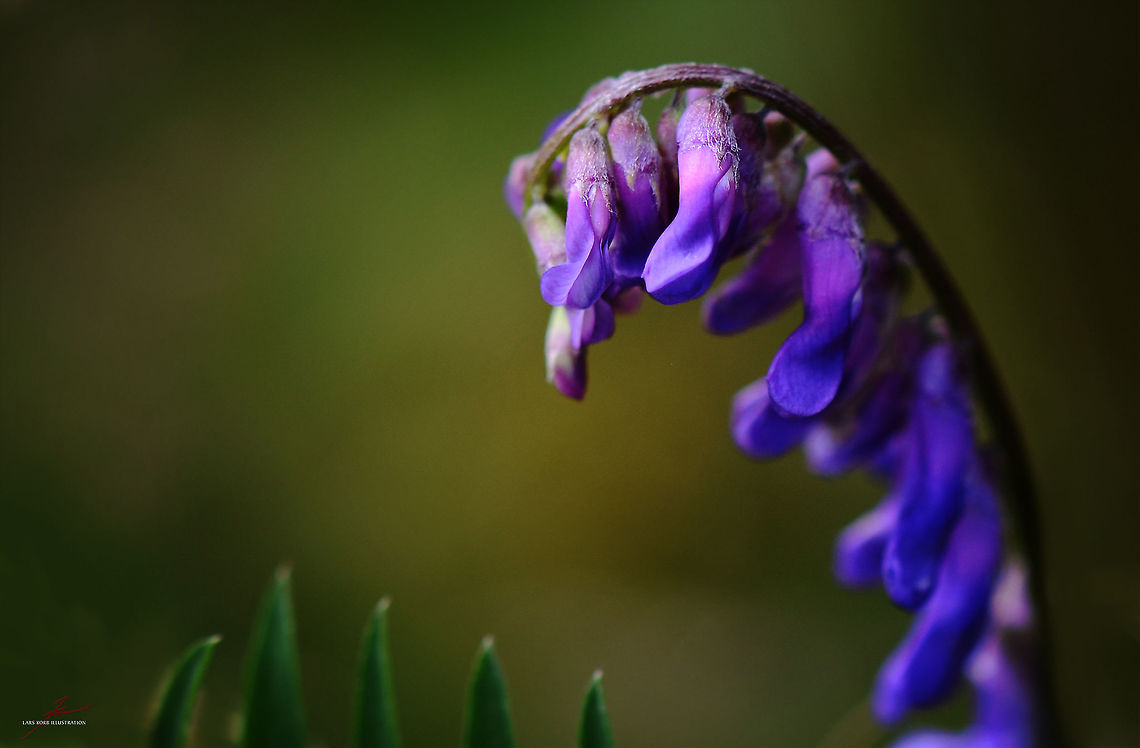 Vicia villosa  Flora,Hairy vetch,Macro,Plants,Vicia villosa,Wildflowers,bloom,blossom