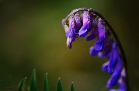 Vicia villosa  Flora,Hairy vetch,Macro,Plants,Vicia villosa,Wildflowers,bloom,blossom