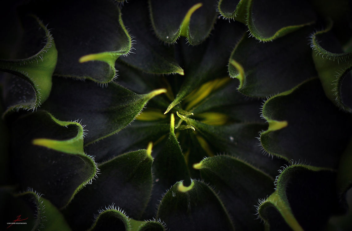 Helianthus annuus  Common sunflower,Flora,Flowers,Helianthus annuus,Macro,Plants