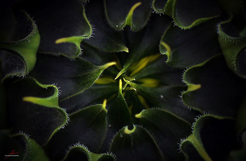 Helianthus annuus  Common sunflower,Flora,Flowers,Helianthus annuus,Macro,Plants