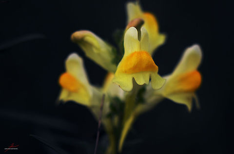 Linaria vulgaris  Butter-and-eggs,Flora,Linaria vulgaris,Macro,Plants,Wildflowers,bloom,blossom