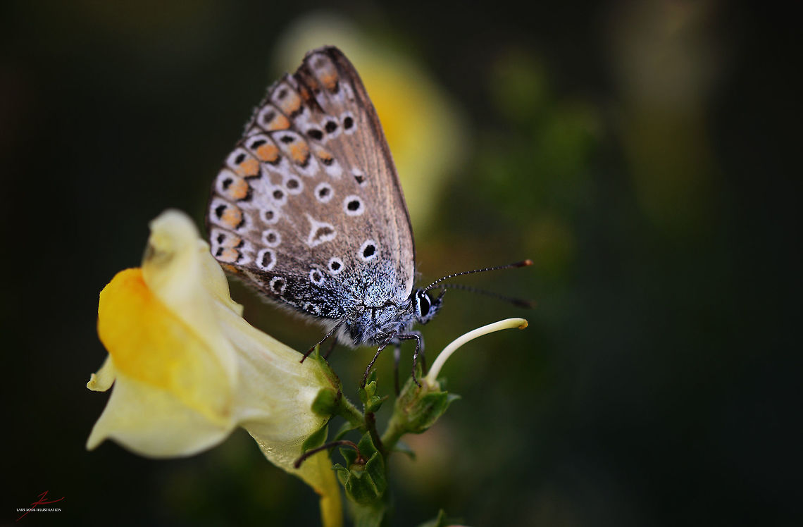 Plebejus argus  Arthropods,Insects,Plebejus argus,Silver-studded Blue,butterflies,fauna,macro
