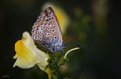 Plebejus argus  Arthropods,Insects,Plebejus argus,Silver-studded Blue,butterflies,fauna,macro