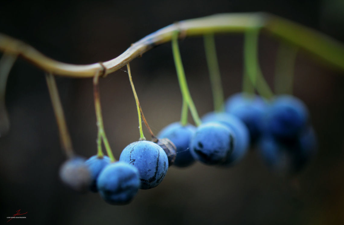Polygonatum multiflorum  Flora,Macro,Plants,Polygonatum multiflorum,Solomon's seal,fruits
