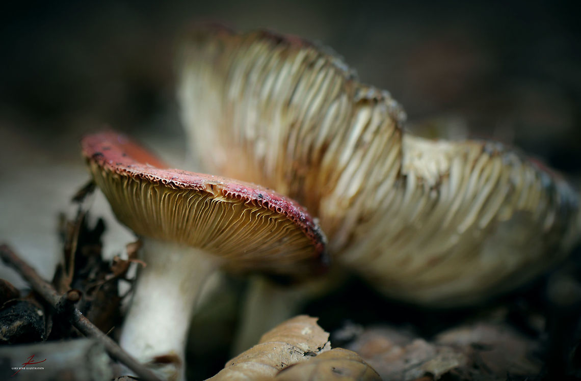 Russula rubra  Fungi,Macro,Mushrooms,Russula,Russula emetica,Russula rubra,Vomiting Russula