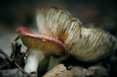 Russula rubra  Fungi,Macro,Mushrooms,Russula,Russula emetica,Russula rubra,Vomiting Russula