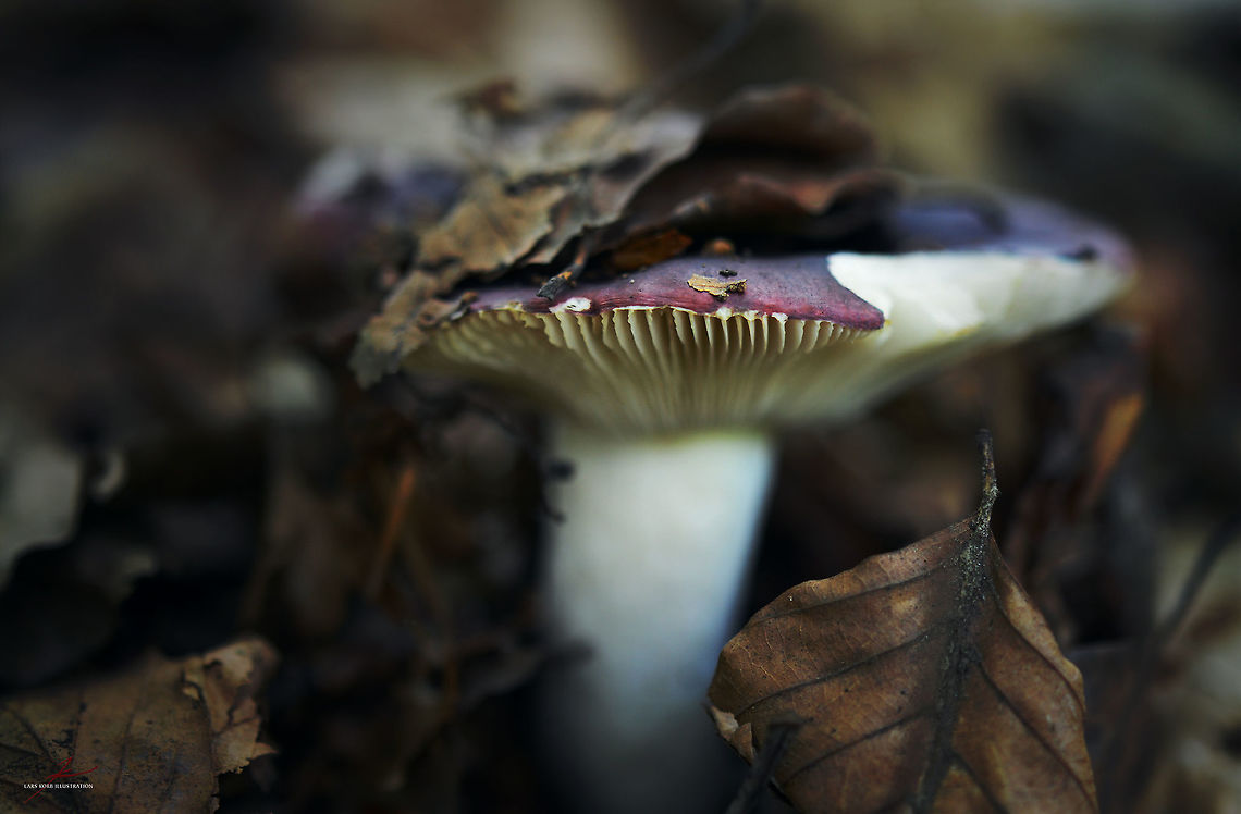 Russula atrorubens  Fungi,Macro,Mushrooms,Russula,Russula atrorubens