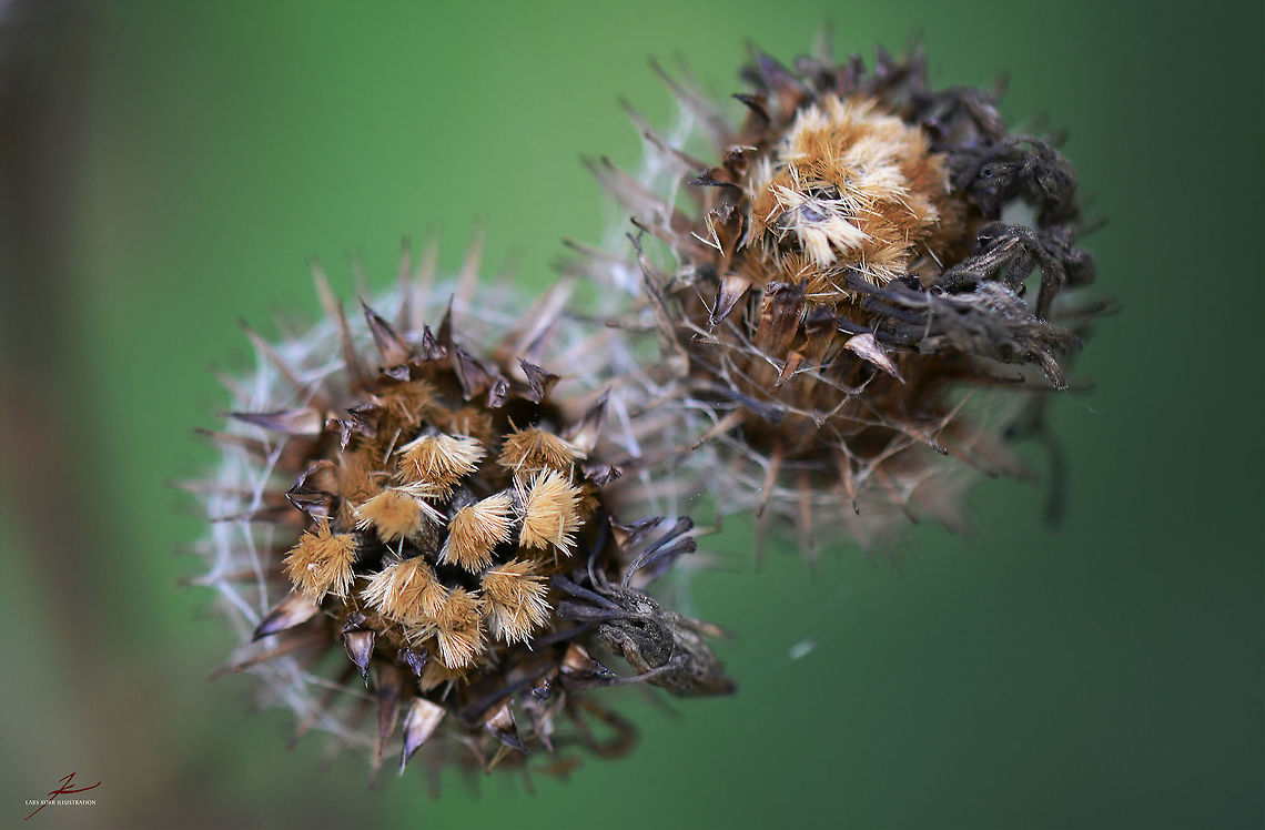 Arctium tomentosum  Arctium tomentosum,Flora,Macro,Plants,seedpods