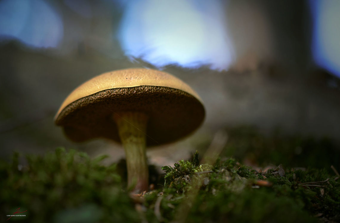 Xerocomus subtomentosus  Fungi,Macro,Mushrooms,Xerocomus subtomentosus,Yellow-cracked bolete,boletaceae