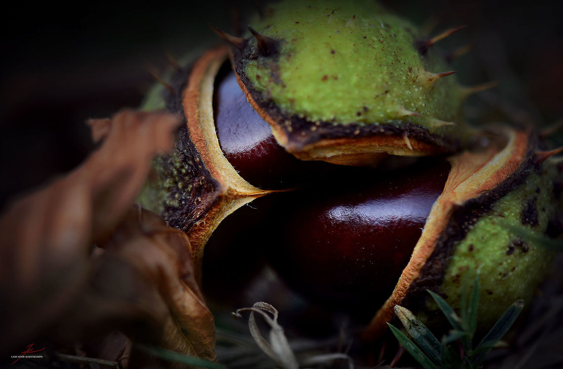 Aesculus hippocastanum  Aesculus hippocastanum,Flora,Horse-chestnut,Macro,Plants,Tree,fruits,seedpods,seeds