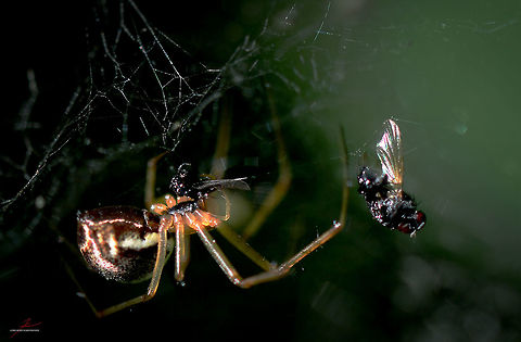 Linyphia triangularis  Arthropods,Insects,Linyphia triangularis,Macro,Spiders,prey