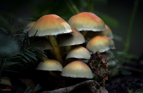 Hypholoma fasciculare  Fungi,Hypholoma fasciculare,Macro,Mushrooms,Sulphur tuft,poisonous