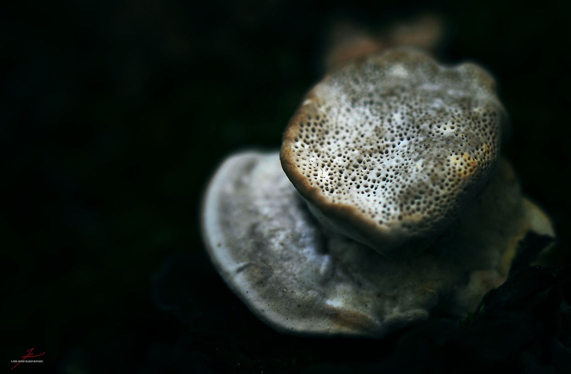 Trametes suaveolens  Forest,Fungi,Macro,Mushrooms,Trametes,Trametes suaveolens,polypore