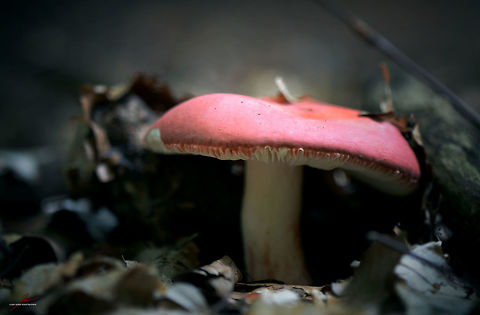 Russula emetica  Forest,Fungi,Macro,Mushrooms,Russula,Russula emetica,Vomiting Russula,poisonous