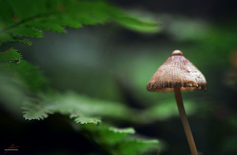 Mycena flavescens