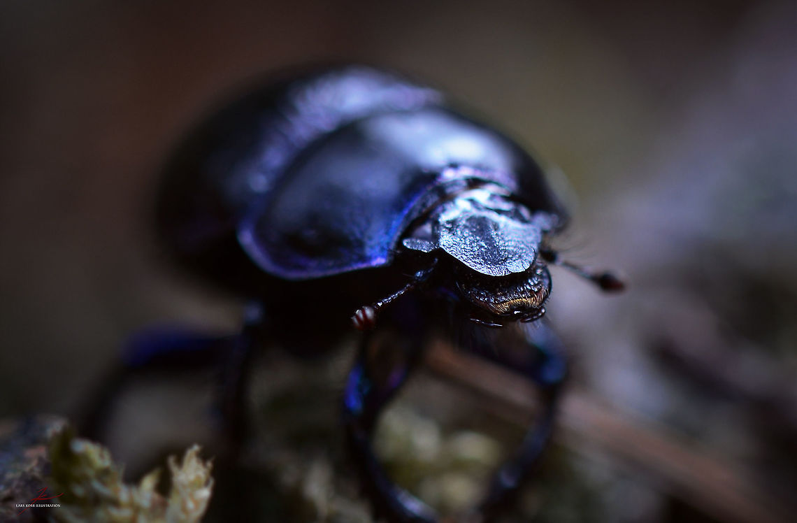 Anoplotrupes stercorosus  Anoplotrupes stercorosus,Arthropods,Beetles,Forest,Insects,Macro