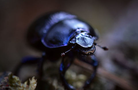 Anoplotrupes stercorosus  Anoplotrupes stercorosus,Arthropods,Beetles,Forest,Insects,Macro
