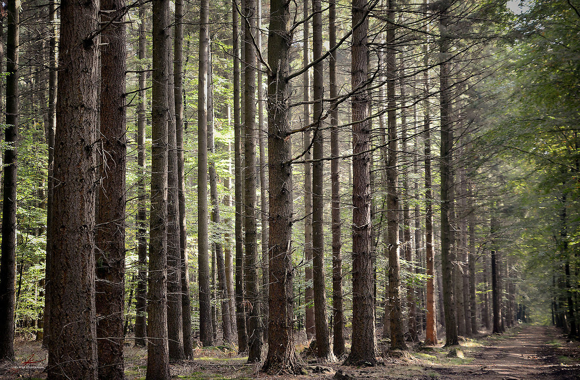 Pseudotsuga menziesii  Conifer,Douglas fir,Forest,Plants,Pseudotsuga menziesii,trees