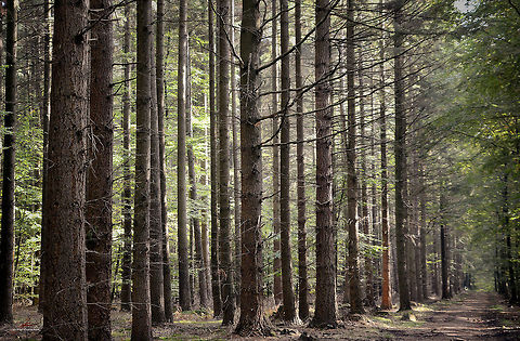 Pseudotsuga menziesii  Conifer,Douglas fir,Forest,Plants,Pseudotsuga menziesii,trees