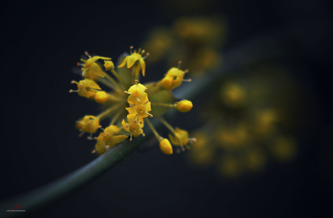 Cornus mas  Cornelian cherry,Cornus mas,Flora,Flowers,Plants,bloom,spring