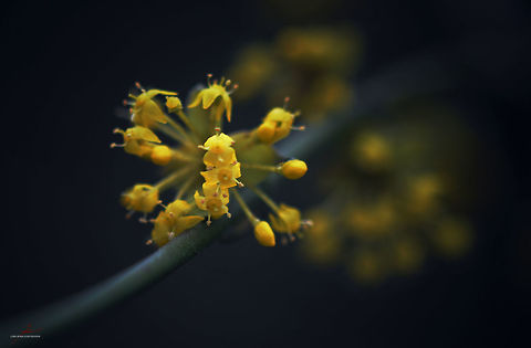 Cornus mas  Cornelian cherry,Cornus mas,Flora,Flowers,Plants,bloom,spring