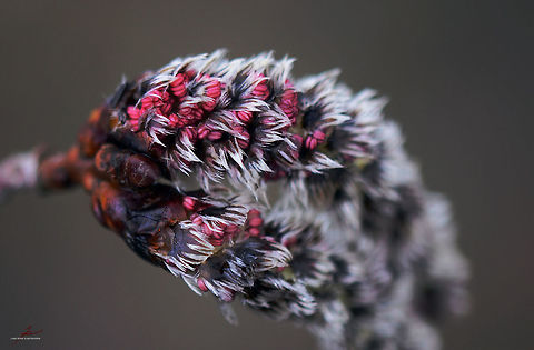 Populus tremula catkin  Flora,Geotagged,Germany,Plants,Populus tremula,pollen,seeds,trees
