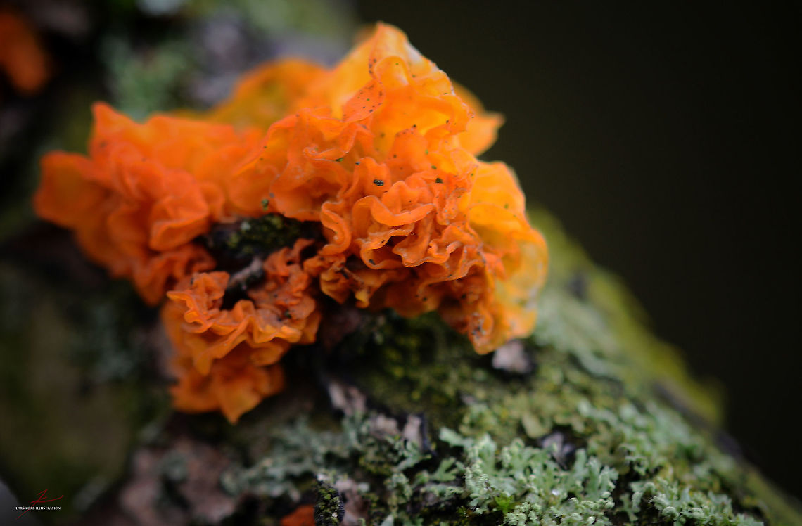 Tremella mesenterica  Fungi,Geotagged,Germany,Tremella mesenterica,tremella