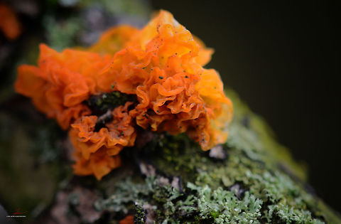 Tremella mesenterica  Fungi,Geotagged,Germany,Tremella mesenterica,tremella