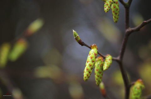 Carpinus betulus, inflorescence  Carpinus betulus,Flora,Geotagged,Germany,blossoms,forest,inflorescence,trees