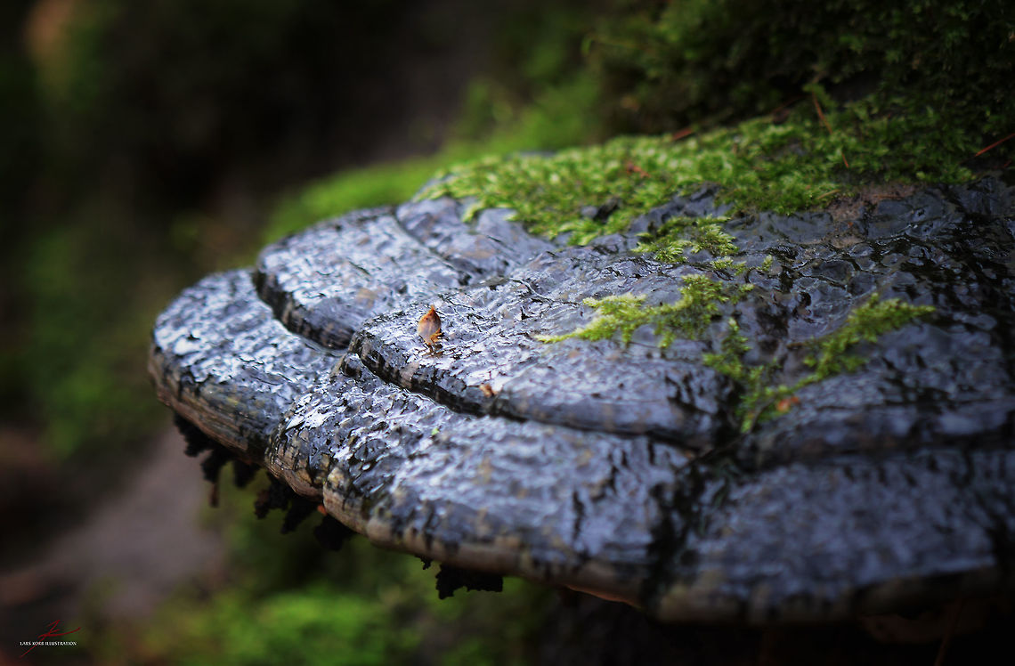 Ganoderma applanatum  Artist's Fungus,Forest,Fungi,Ganoderma applanatum,Geotagged,Germany,bracket