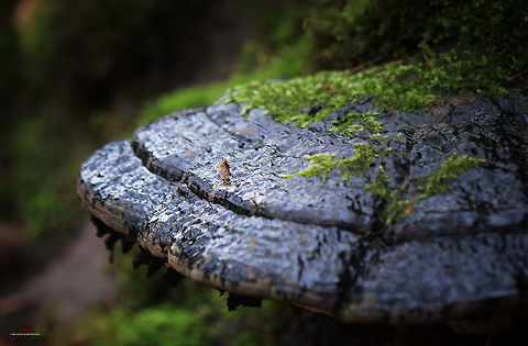 Ganoderma applanatum  Artist's Fungus,Forest,Fungi,Ganoderma applanatum,Geotagged,Germany,bracket