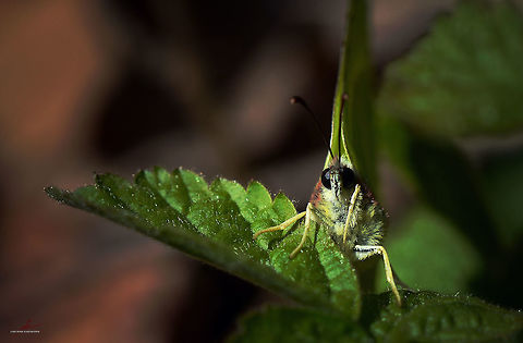 Gonepteryx rhamni  Arthropods,Common Brimstone,Geotagged,Germany,Gonepteryx rhamni,Insects,butterflies