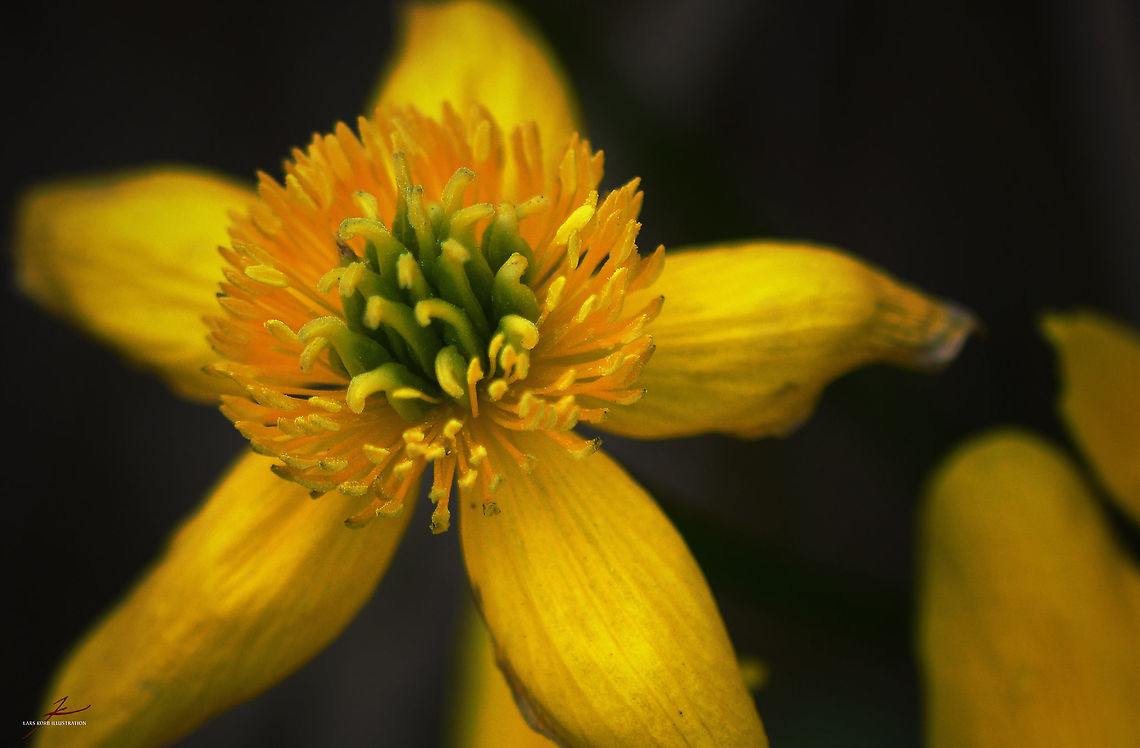 Ranunculus flammula  Flora,Flowers,Geotagged,Germany,Lesser spearwort,Ranunculus flammula,Wetlands,bloom