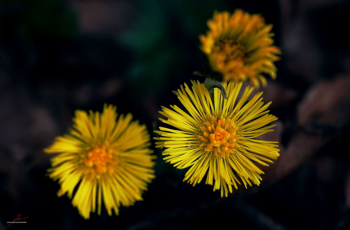 Tussilago farfara  Coltsfoot,Flora,Geotagged,Germany,Tussilago farfara,Wildflowers,bloom,blossom