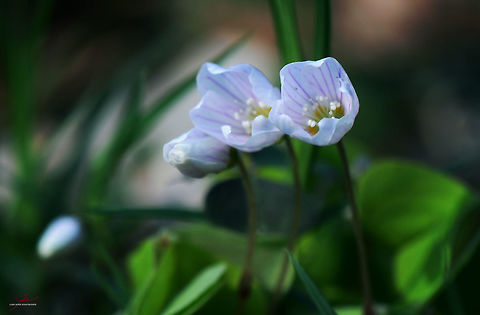 Oxalis acetosella  Common wood sorrel,Flora,Geotagged,Germany,Macro,Oxalis acetosella,Wildflowers,bloom,blossom,edible