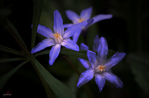 Chionodoxa luciliae  Chionodoxa luciliae,Flora,Geotagged,Germany,Wildflowers,bloom,blossom