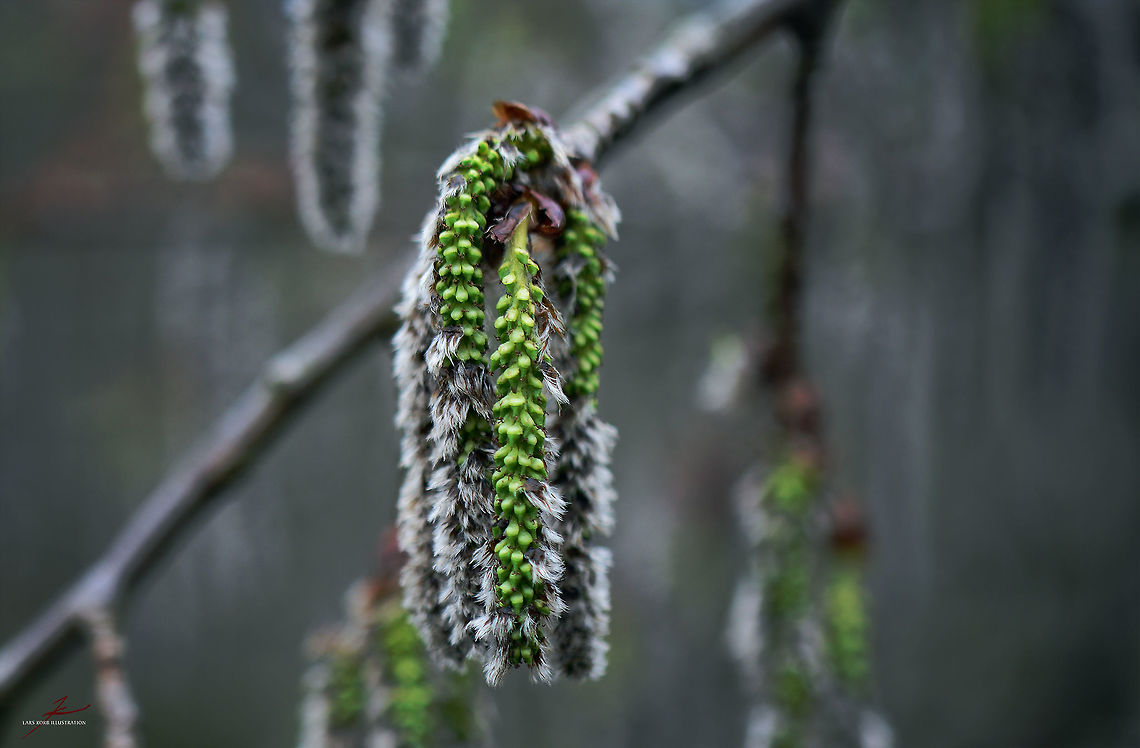 Populus tremula catkin  Eurasian aspen,Flora,Geotagged,Germany,Populus tremula,catkins,poplar,seeds,trees