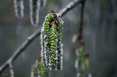Populus tremula catkin  Eurasian aspen,Flora,Geotagged,Germany,Populus tremula,catkins,poplar,seeds,trees