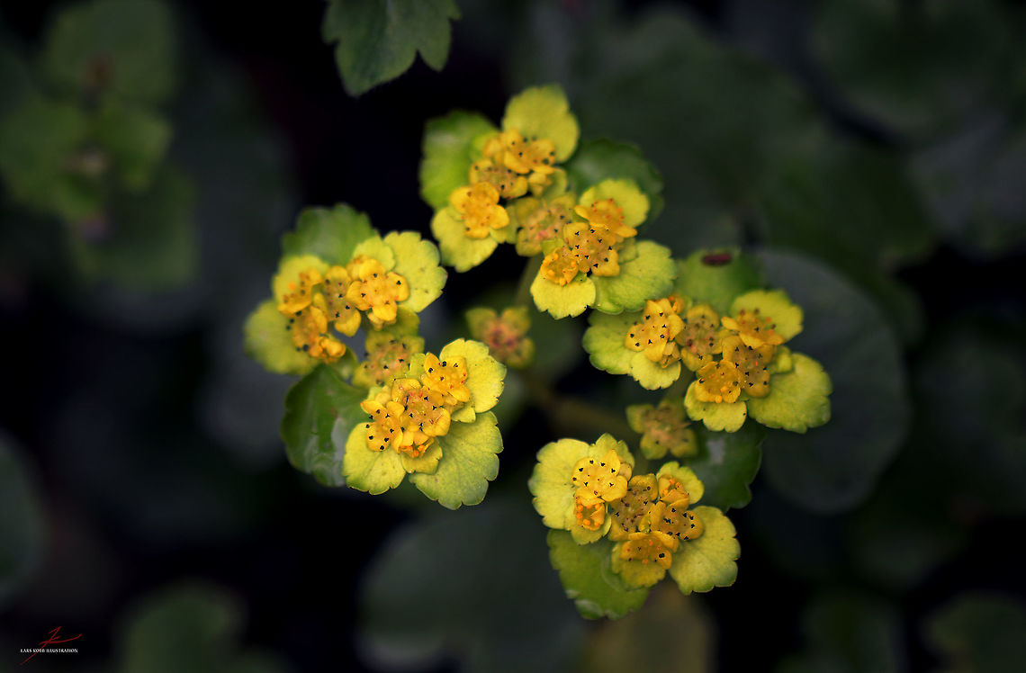 Chrysosplenium alternifolium  Chrysosplenium alternifolium,Flora,Geotagged,Germany,Macro,Plants,Wildflowers,bloom,blossom