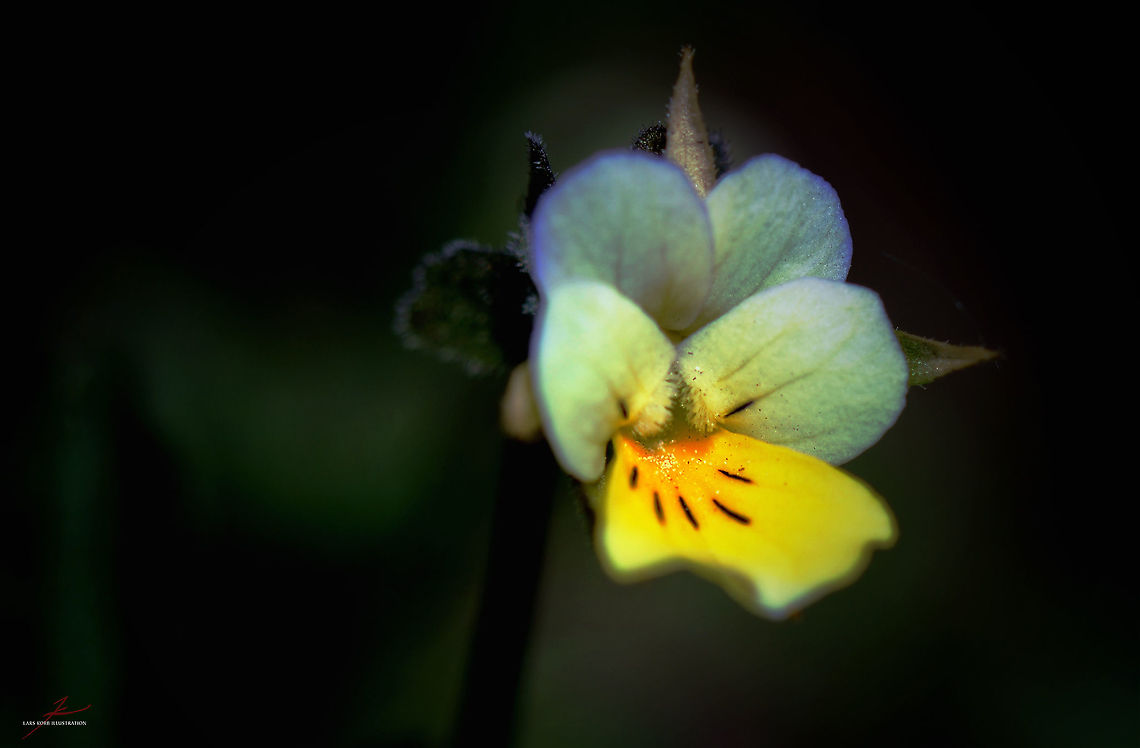 Viola arvensis  Flora,Geotagged,Germany,Macro,Medicinal plant,Viola arvensis,bloom,blossom,viola