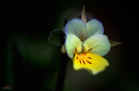 Viola arvensis  Flora,Geotagged,Germany,Macro,Medicinal plant,Viola arvensis,bloom,blossom,viola
