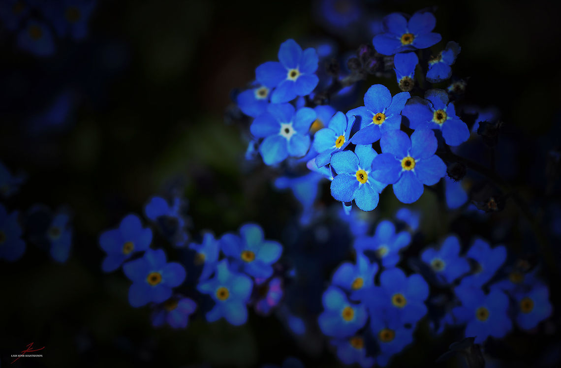 Myosotis sylvatica  Flora,Geotagged,Germany,Macro,Myosotis sylvatica,Plants,Woodland Forget-Me-Not,bloom,blossom