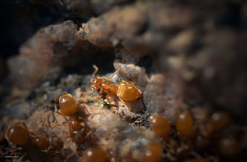 Lasius flavus  Ants,Arthropods,Geotagged,Germany,Insects,Lasius flavus,Macro,Yellow meadow ant